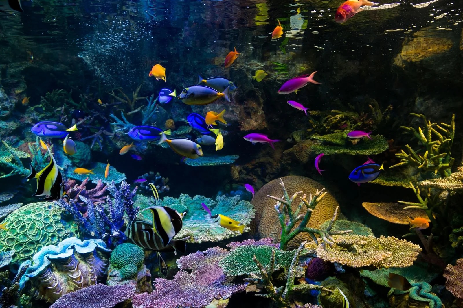 深海魚