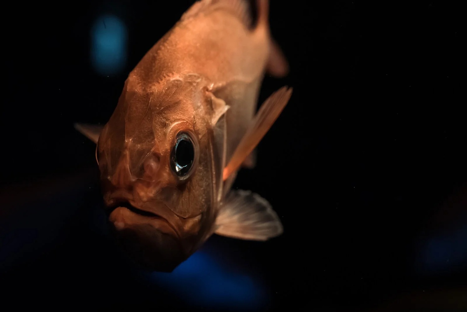 こちらを見つめる深海魚